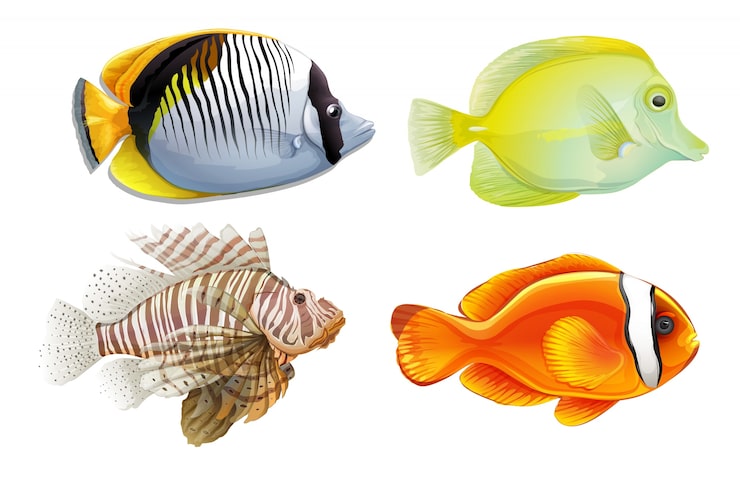 Vector gratuito un conjunto de 4 peces tropicales