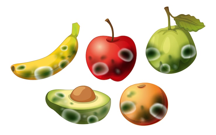 Vector gratuito conjunto de frutos no comestibles con moho