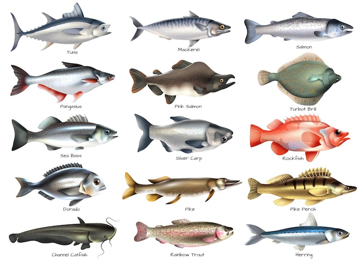 Vector gratuito conjunto de iconos con peces de mar y río con inscripciones en blanco aislado