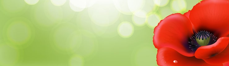 Vector banner con amapola roja y fondo verde