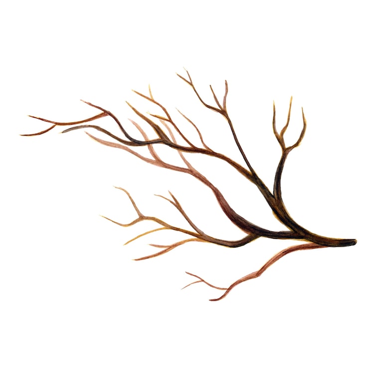 Kostenlose Vektor abstraktes stammelement brown aquarell hintergrund illustration mit hoher auflösung kostenloses foto