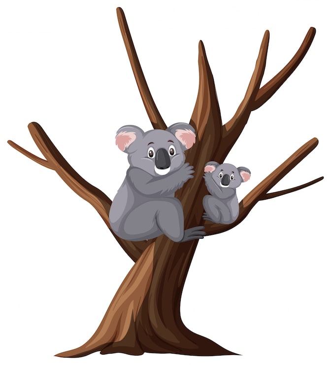 Vektor zwei nette koala auf dem baum auf weiß