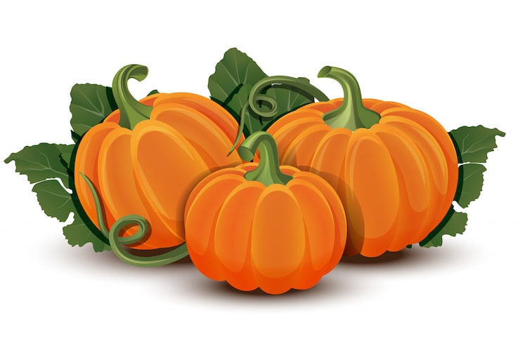 Vetor abóboras com folhas em fundo branco. ilustração abóbora laranja madura - abóbora para o halloween, festival da colheita de outono ou dia de ação de graças. legumes ecológicos.