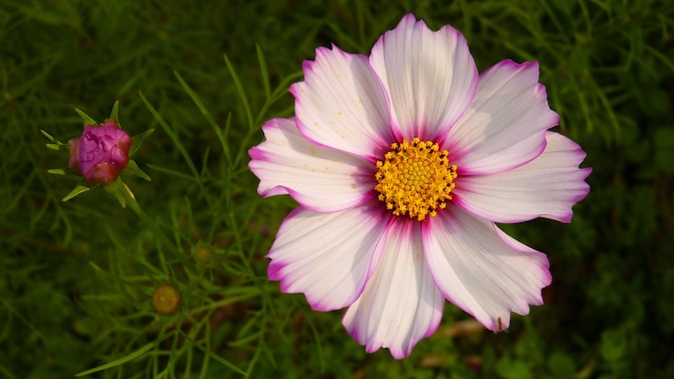 Gratis Foto bovenaanzicht van een mexicaanse asterbloem