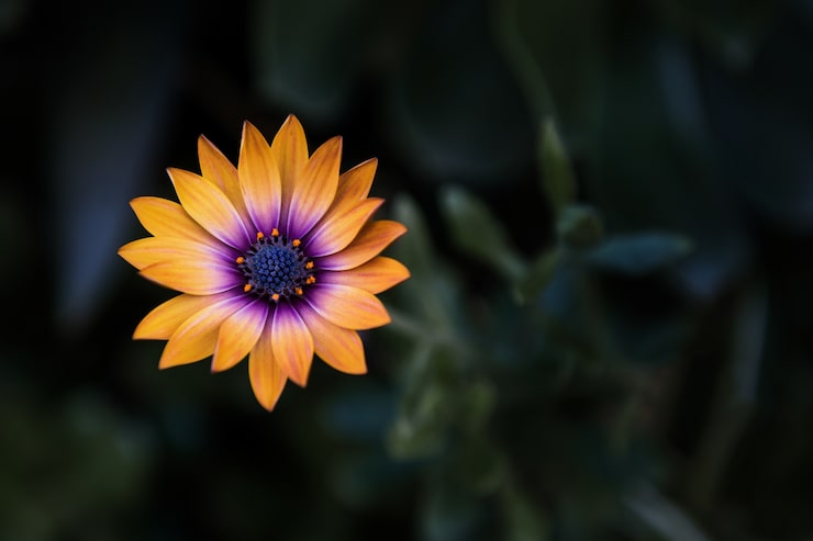 Gratis Foto close-up shot van een oranje bloem met onscherpe achtergrond