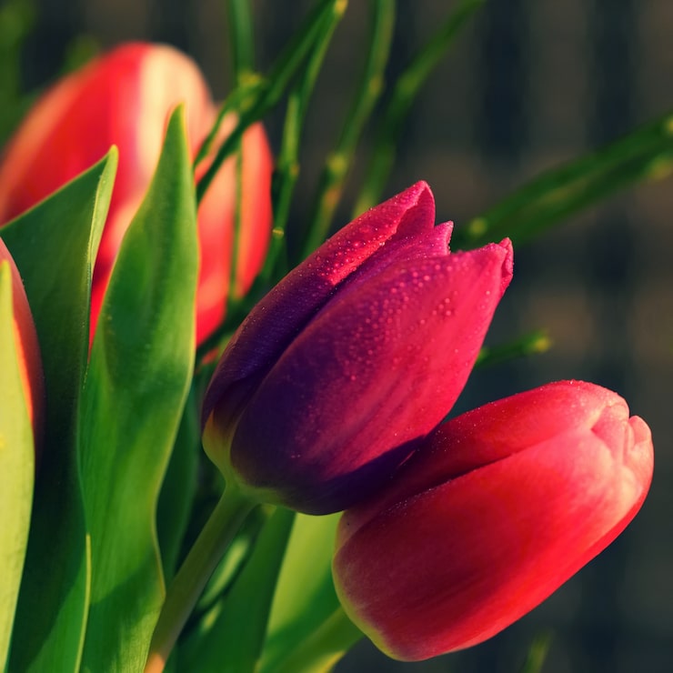 Gratis Foto "close-up van rode tulpen"
