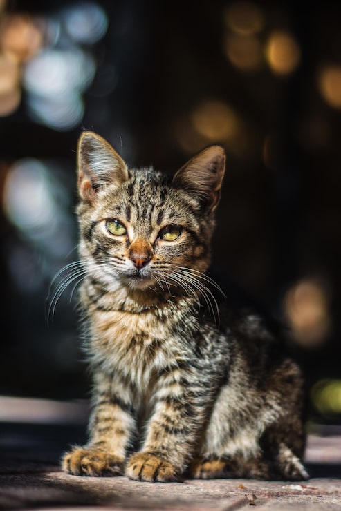 Gratis Foto close-up verticale opname van een schattige grijze kat op een wazige achtergrond