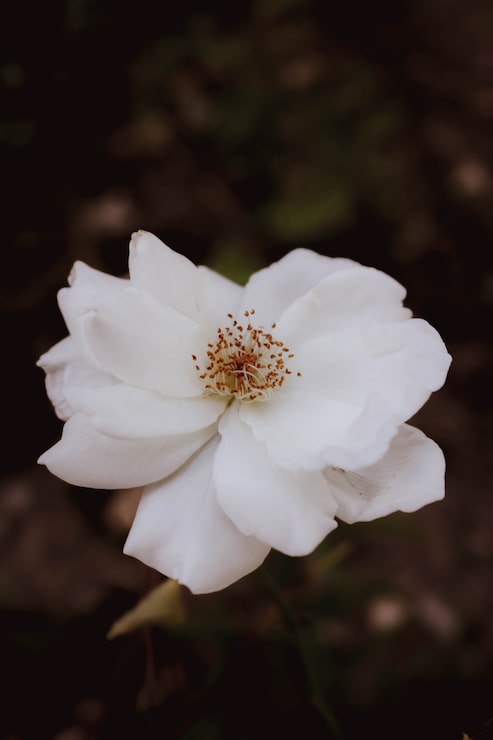 Gratis Foto groet orchidee hintergrund witte achtergrond blanche
