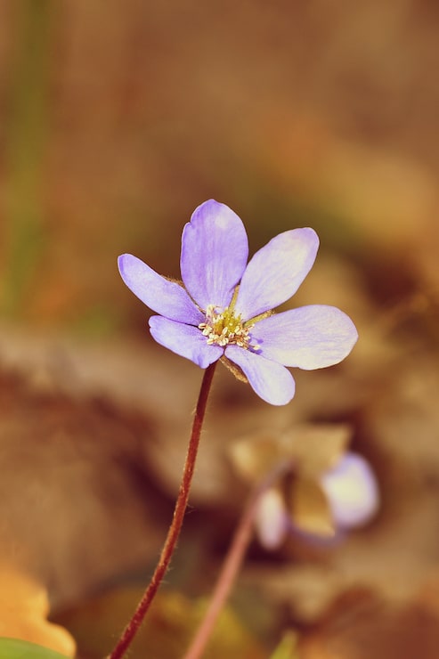 Gratis Foto "kleine paarse bloem"