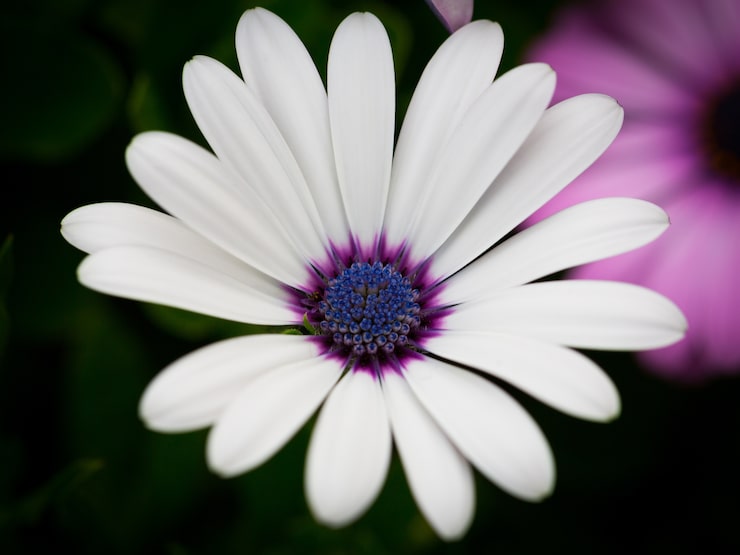 Gratis Foto mooi macrobeeld van witte kaap daisy in een tuin