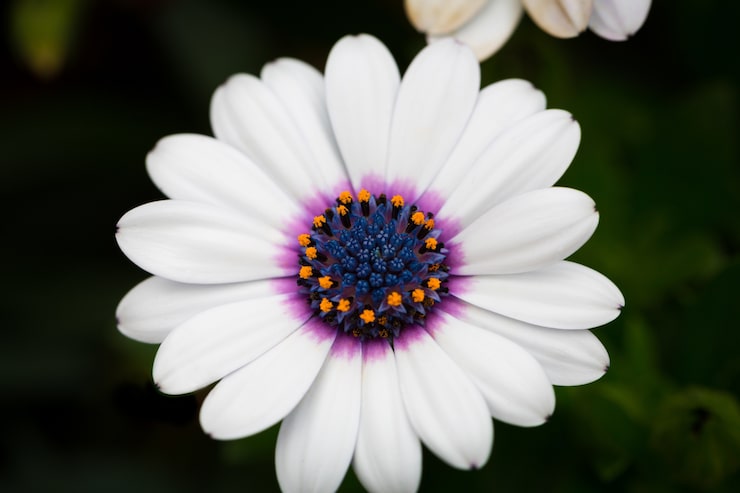 Gratis Foto mooie macro foto van witte kaap daisy in een tuin