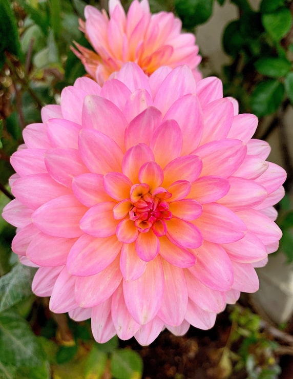Gratis Foto mooie roze bloem groeien in een veld