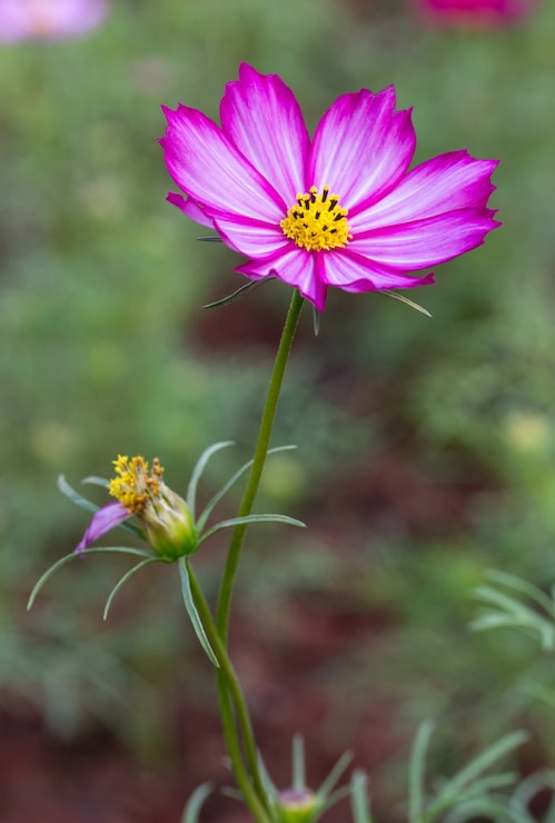 Gratis Foto paarse kosmose bloemen