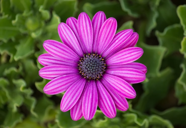 Gratis Foto paarse osteospermum madeliefjebloem
