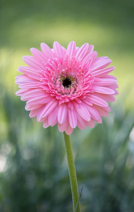 Gratis Foto roze gerbera bloem in een tuin
