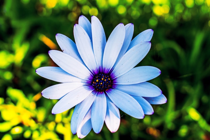 Gratis Foto selectieve aandacht shot van blauwe afrikaanse madeliefjebloem