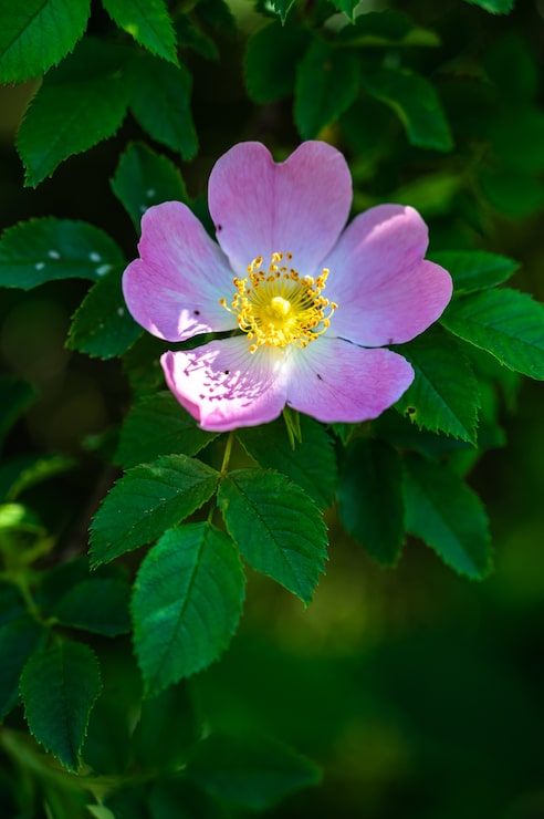 Gratis Foto verticale close-up shot van een mooie roze wilde roos op een wazig