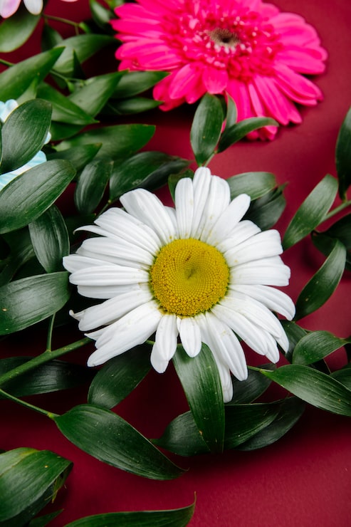 Gratis Foto zijaanzicht van madeliefje en gerberabloemen met ruscus op rode achtergrond