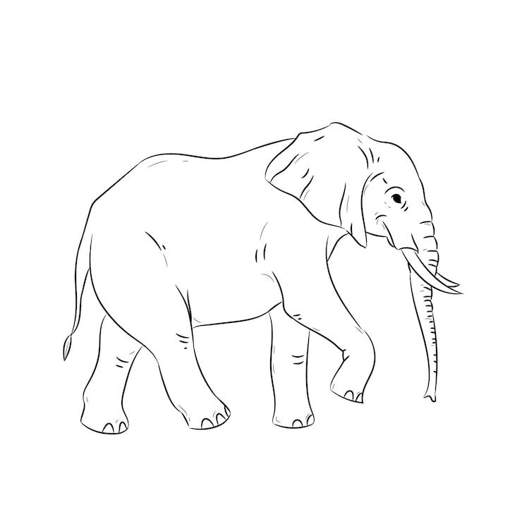 Gratis Vector hand getekend plat ontwerp olifant overzicht