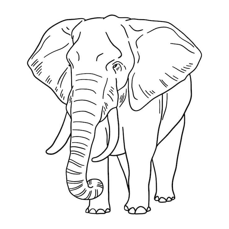 Gratis Vector hand getrokken olifant illustratie